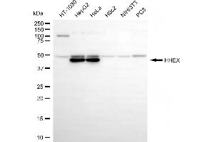 Western blotting analysis using HHEX antibody (ABIN7798883). (HHEX Antikörper)
