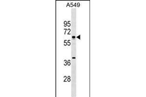 MTF2 Antibody (Center) (ABIN1538252 and ABIN2849778) western blot analysis in A549 cell line lysates (35 μg/lane). (MTF2 Antikörper  (AA 289-317))
