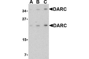Western Blotting (WB) image for anti-Duffy Blood Group, Chemokine Receptor (DARC) (C-Term) antibody (ABIN1030355) (DARC Antikörper  (C-Term))