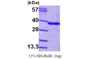 GNMT Protein (AA 1-295) (His tag)