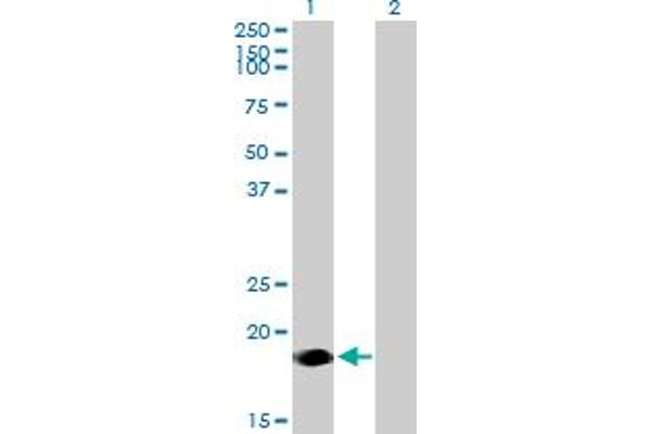 NINJ2 antibody  (AA 1-188)