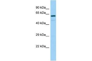 Host: Rabbit Target Name: REPS2 Sample Type: 721_B Whole Cell lysates Antibody Dilution: 1. (REPS2 Antikörper  (C-Term))