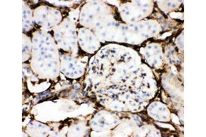 Anti-Annexin V Picoband antibody,  IHC(P): Mouse Kidney Tissue (Annexin V Antikörper  (AA 2-320))