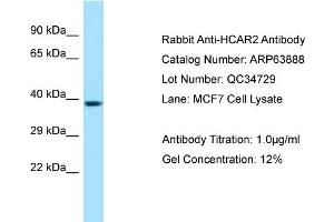 Western Blotting (WB) image for anti-Hydroxycarboxylic Acid Receptor 2 (HCAR2) (C-Term) antibody (ABIN2789654) (HCAR2 Antikörper  (C-Term))