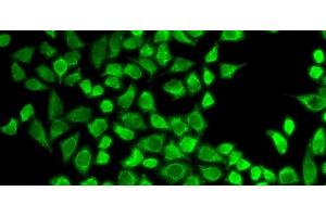 Immunofluorescence analysis of HeLa cells using CD127 Polyclonal Antibody (IL7R Antikörper)