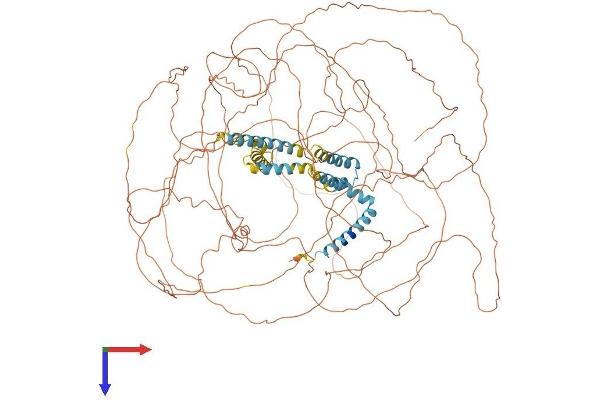 Reticulon 4 Protein (RTN4) (AA 1-1192) (His tag)