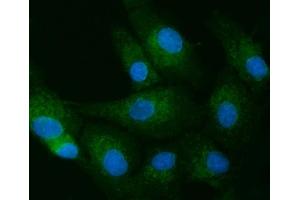 IF analysis of TOLLIP using anti-TOLLIP antibody (ABIN7599202).