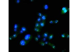 Immunofluorescence staining of Hela cells with ABIN7165779 at 1:100, counter-stained with DAPI. (MAEL Antikörper  (AA 1-200))