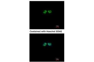 Immunofluorescence (IF) image for anti-G Protein Pathway Suppressor 1 (GPS1) (C-Term) antibody (ABIN2854694)