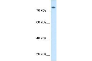 ABP1 antibody used at 1 ug/ml to detect target protein. (DAO Antikörper  (C-Term))