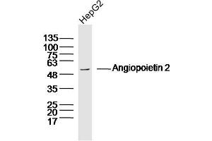 HepG2 lysates probed with Angiopoietin 2 Polyclonal Antibody, Unconjugated  at 1:300 dilution and 4˚C overnight incubation. (Angiopoietin 2 Antikörper  (AA 401-496))