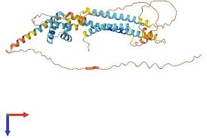 APOL3 Protein (AA 1-402) (His tag)