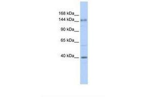 Image no. 1 for anti-Adenylate Cyclase 10 (Soluble) (ADCY10) (AA 396-445) antibody (ABIN6738363)
