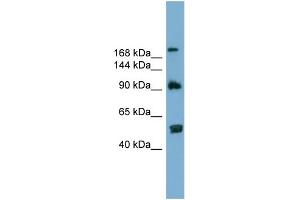 WB Suggested Anti-ATG2A  Antibody Titration: 0. (ATG2A Antikörper  (N-Term))