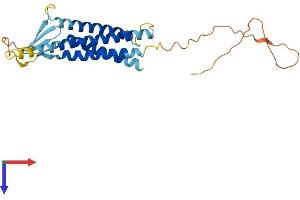 Claudin 18 Protein (CLDN18) (AA 1-264) (His tag)