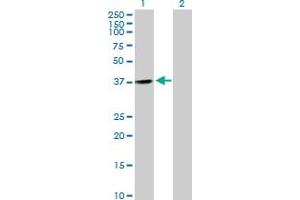 Western Blot analysis of CNTD1 expression in transfected 293T cell line by CNTD1 MaxPab polyclonal antibody. (CNTD1 Antikörper  (AA 1-330))