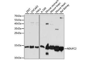 Western blot analysis of extracts of various cell lines, using NDUFC2 antibody (ABIN6293685) at 1:1000 dilution. (NDUFC2 Antikörper)