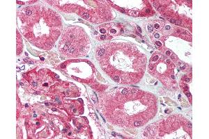 Anti-UBE2N antibody IHC of human kidney. (UBE2N Antikörper  (C-Term))