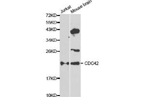 Western blot analysis of extracts of various cell lines, using CDC42 antibody (ABIN5970534) at 1/1000 dilution. (CDC42 Antikörper)