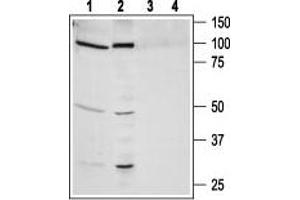 Western blot analysis of human lung carcinoma NCI-H526 (lanes 1 and 3) and human prostate carcinoma PC-3 (lanes 2 and 4) cell line lysates: - 1,2. (NMBR Antikörper  (3rd Intracellular Loop))
