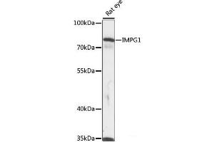 Western blot analysis of extracts of Rat eye using IMPG1 Polyclonal Antibody at dilution of 1:1000. (IMPG1 Antikörper)