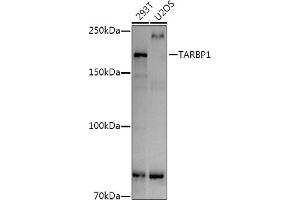 Western blot analysis of extracts of various cell lines, using T antibody (ABIN7270728) at 1:1000 dilution. (TARBP1 Antikörper)