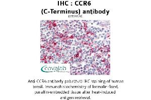 Image no. 1 for anti-Chemokine (C-C Motif) Receptor 6 (CCR6) (C-Term) antibody (ABIN1732778) (CCR6 Antikörper  (C-Term))