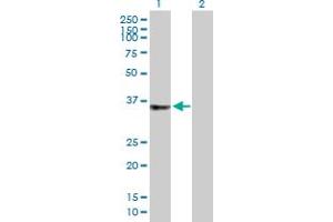 Western Blot analysis of C2orf43 expression in transfected 293T cell line by C2orf43 MaxPab polyclonal antibody. (LDAH/C2orf43 Antikörper  (AA 1-325))