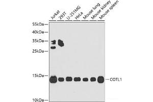 Western blot analysis of extracts of various cell lines using COTL1 Polyclonal Antibody at dilution of 1:1000.