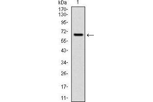 CYP1A1 Antikörper