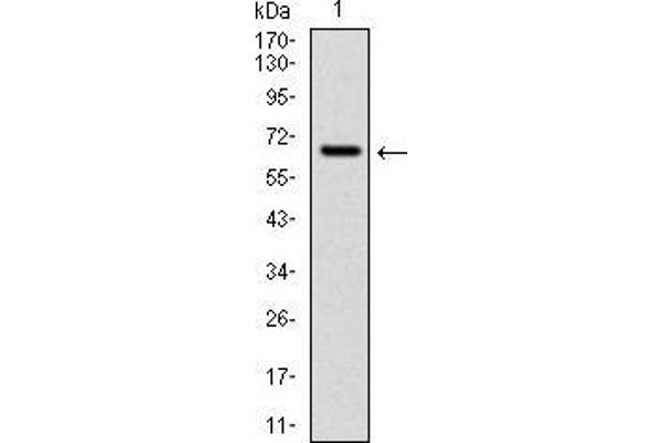 CYP1A1 Antikörper