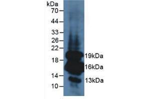 Western blot analysis of Mouse Pancreas Tissue. (Insulin Antikörper  (AA 25-110))
