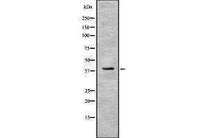 Western blot analysis IDH3B using NIH-3T3 whole cell lysates (IDH3B Antikörper  (N-Term))