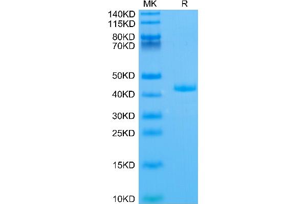 APOA2 Protein (AA 19-100) (Fc Tag)