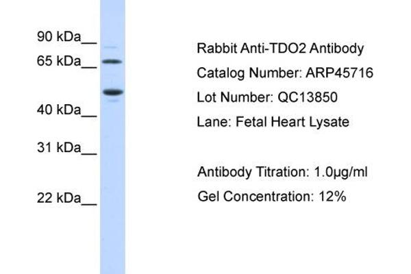 TDO2 Antikörper  (N-Term)