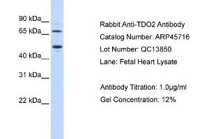 WB Suggested Anti-TDO2 Antibody Titration: 0. (TDO2 Antikörper  (N-Term))