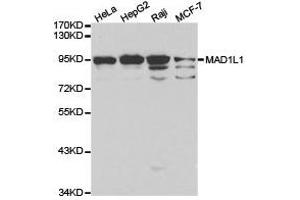 Western Blotting (WB) image for anti-MAD1 Mitotic Arrest Deficient-Like 1 (MAD1L1) antibody (ABIN1873580) (MAD1L1 Antikörper)