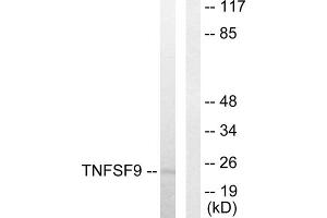 Western blot analysis of extracts from HUVEC cells, using TNFSF9 antibody. (TNFSF9 Antikörper  (Internal Region))