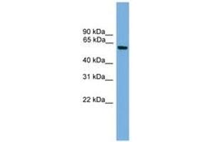 Image no. 1 for anti-Kruppel-Like Factor 11 (KLF11) (AA 151-200) antibody (ABIN6744644) (KLF11 Antikörper  (AA 151-200))