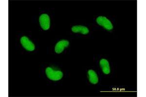 Immunofluorescence (IF) image for anti-Zinc Finger Protein 468 (ZNF468) (AA 1-469) antibody (ABIN529986)