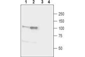 Western blot analysis of mouse (lanes 1 and 3) and rat (lanes 2 and 4) brain lysates:1,2. (Neuroligin 1 (NLGN1) Peptid)