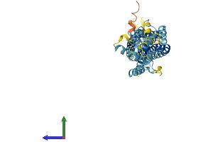 Protein Structure (PS) image for Pannexin 3 (PANX3) (AA 1-392) protein (His tag) (ABIN7550550)