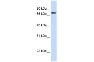 WB Suggested Anti-HS2ST1 Antibody Titration:  0. (HS2ST1 Antikörper  (N-Term))