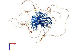 AGBL5 Protein (AA 1-886) (His tag)