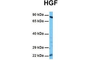 Western Blotting (WB) image for anti-Hepatocyte Growth Factor (Hepapoietin A, Scatter Factor) (HGF) (N-Term) antibody (ABIN2781816)