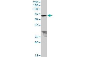 TRIM26 MaxPab polyclonal antibody. (TRIM26 Antikörper  (AA 1-539))