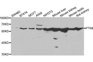 Western blot analysis of extracts of various cell lines, using PTK6 antibody.