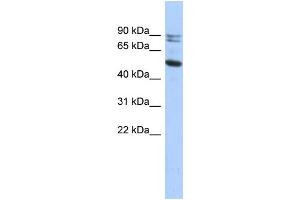 WB Suggested Anti-CAPN10 Antibody Titration: 0. (CAPN10 Antikörper  (N-Term))