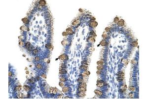 EXOSC3 antibody was used for immunohistochemistry at a concentration of 4-8 ug/ml to stain Epithelial cells of intestinal villus (arrows) in Human Intestine. (EXOSC3 Antikörper  (Middle Region))