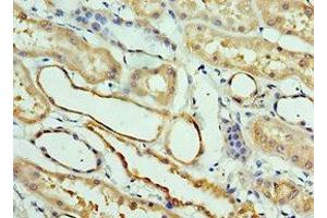 Immunohistochemistry of paraffin-embedded human kidney tissue using ABIN7146050 at dilution of 1:100 (CLEC11A Antikörper  (AA 22-323))